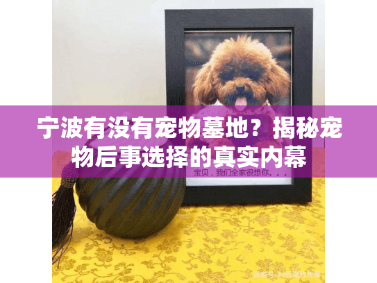 宁波有没有宠物墓地？揭秘宠物后事选择的真实内幕
