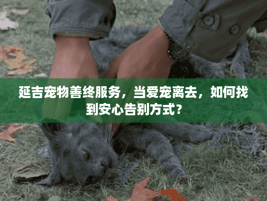 延吉宠物善终服务，当爱宠离去，如何找到安心告别方式？