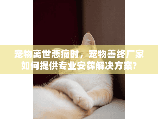 宠物离世悲痛时，宠物善终厂家如何提供专业安葬解决方案?
