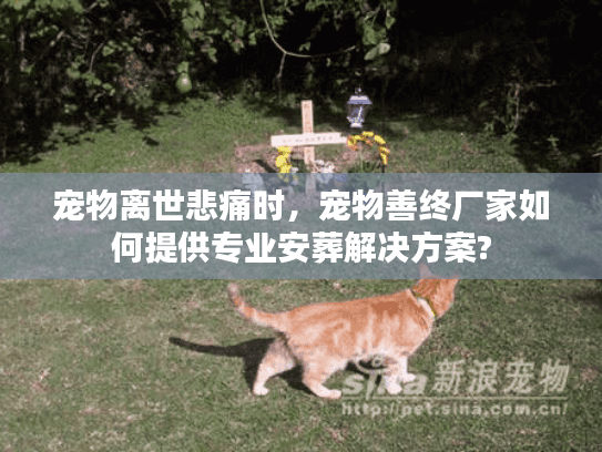 宠物离世悲痛时，宠物善终厂家如何提供专业安葬解决方案?