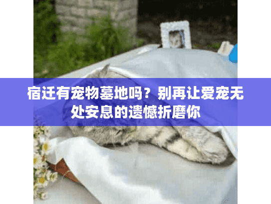 宿迁有宠物墓地吗？别再让爱宠无处安息的遗憾折磨你