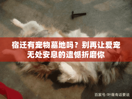 宿迁有宠物墓地吗？别再让爱宠无处安息的遗憾折磨你