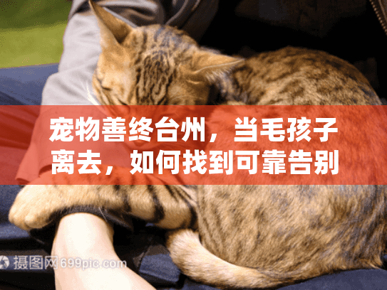 宠物善终台州，当毛孩子离去，如何找到可靠告别服务？