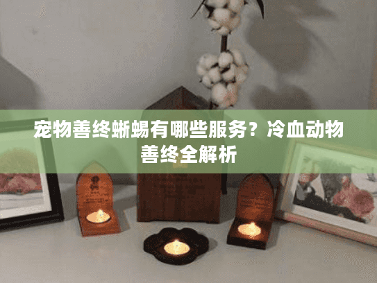 宠物善终蜥蜴有哪些服务？冷血动物善终全解析