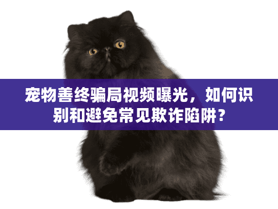 宠物善终骗局视频曝光，如何识别和避免常见欺诈陷阱？