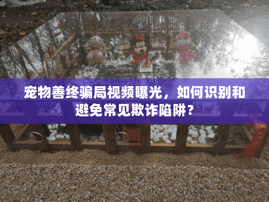 宠物善终骗局视频曝光，如何识别和避免常见欺诈陷阱？