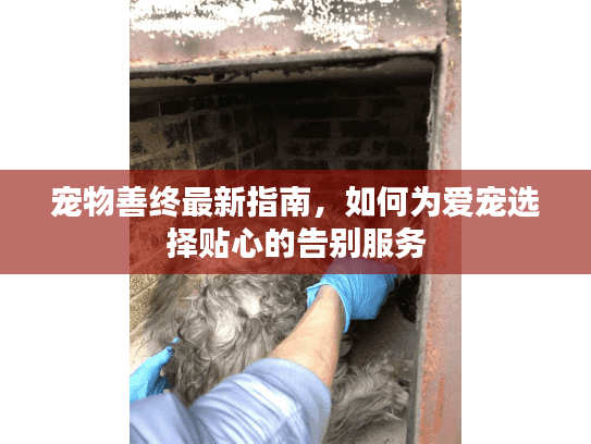 宠物善终最新指南，如何为爱宠选择贴心的告别服务