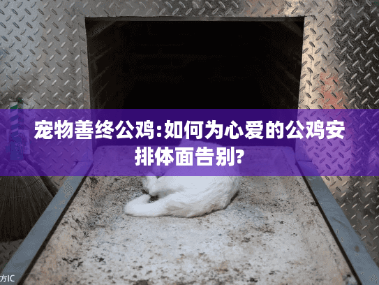 宠物善终公鸡:如何为心爱的公鸡安排体面告别?