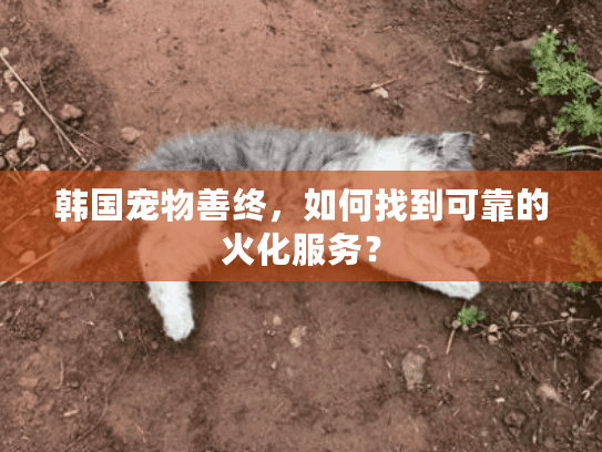 韩国宠物善终，如何找到可靠的火化服务？