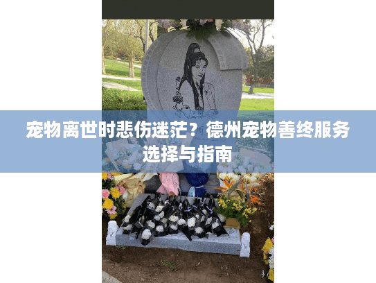 宠物离世时悲伤迷茫？德州宠物善终服务选择与指南