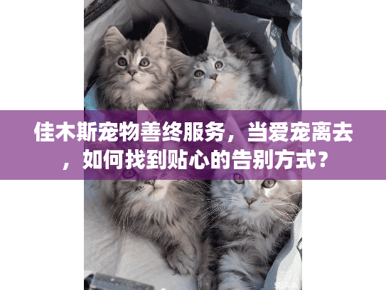 佳木斯宠物善终服务，当爱宠离去，如何找到贴心的告别方式？
