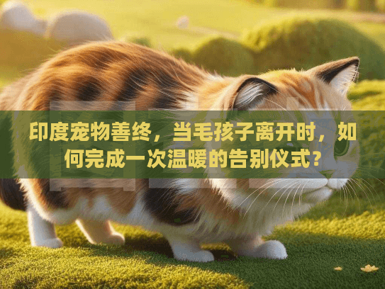印度宠物善终，当毛孩子离开时，如何完成一次温暖的告别仪式？