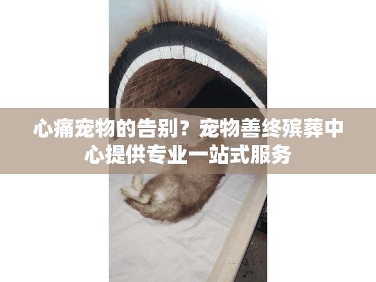 心痛宠物的告别？宠物善终殡葬中心提供专业一站式服务