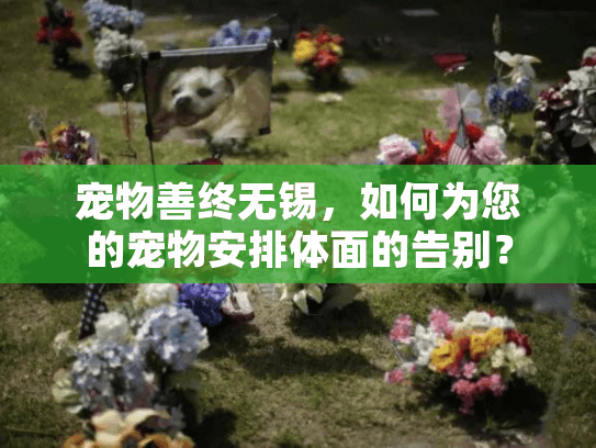 宠物善终无锡，如何为您的宠物安排体面的告别？
