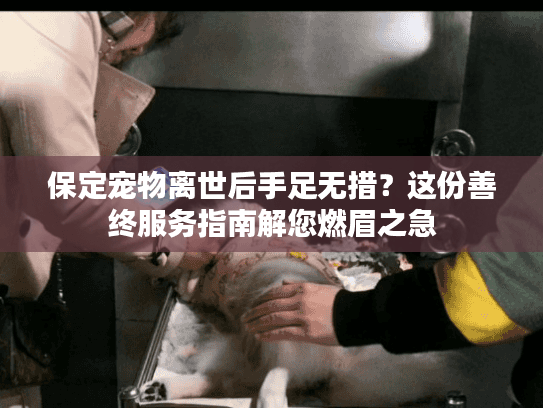 保定宠物离世后手足无措？这份善终服务指南解您燃眉之急