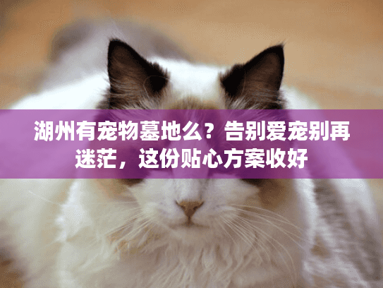 湖州有宠物墓地么？告别爱宠别再迷茫，这份贴心方案收好