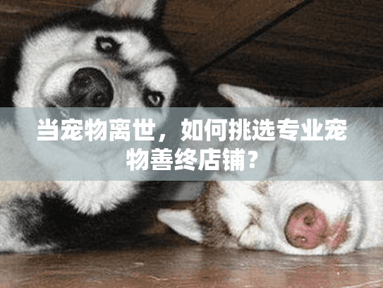 当宠物离世，如何挑选专业宠物善终店铺？