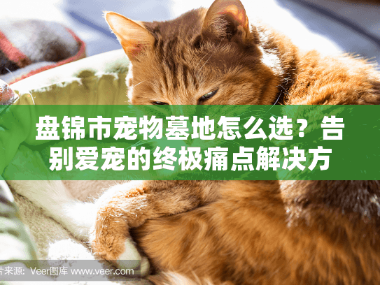 盘锦市宠物墓地怎么选？告别爱宠的终极痛点解决方案！
