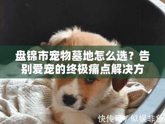 盘锦市宠物墓地怎么选？告别爱宠的终极痛点解决方案！