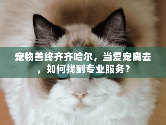宠物善终齐齐哈尔，当爱宠离去，如何找到专业服务？