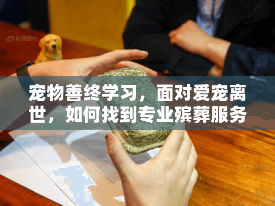 宠物善终学习，面对爱宠离世，如何找到专业殡葬服务？