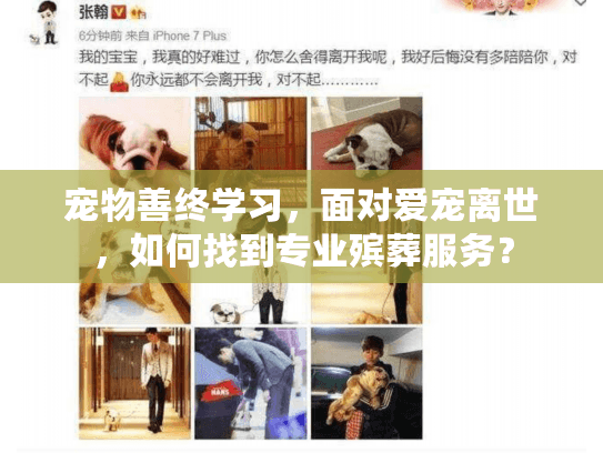 宠物善终学习，面对爱宠离世，如何找到专业殡葬服务？
