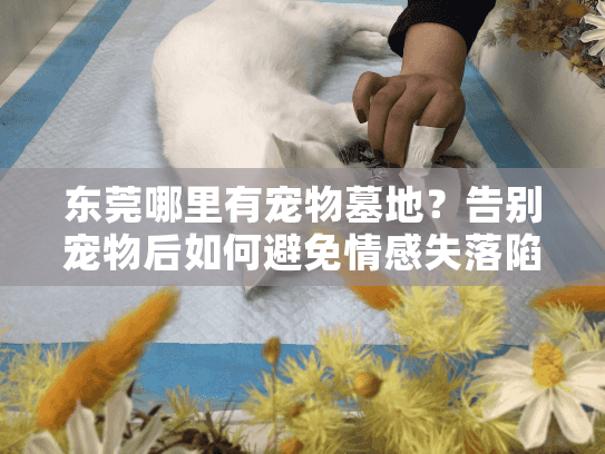 东莞哪里有宠物墓地？告别宠物后如何避免情感失落陷阱