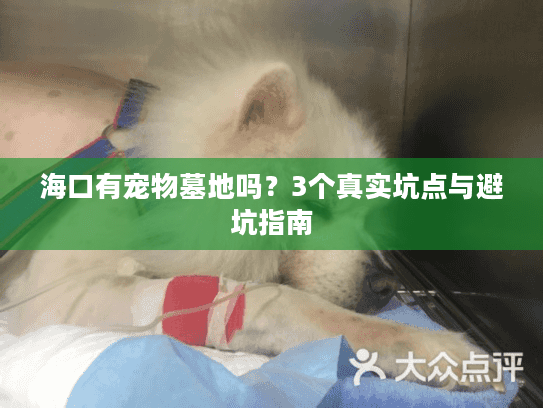 海口有宠物墓地吗?3个真实坑点与避坑指南 海口有宠物墓地吗?3个真实坑点与避坑指南