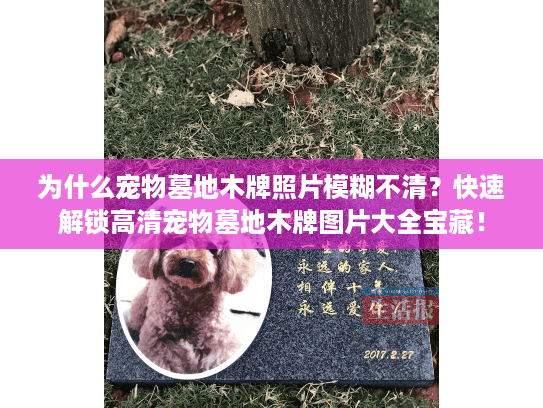 为什么宠物墓地木牌照片模糊不清？快速解锁高清宠物墓地木牌图片大全宝藏！