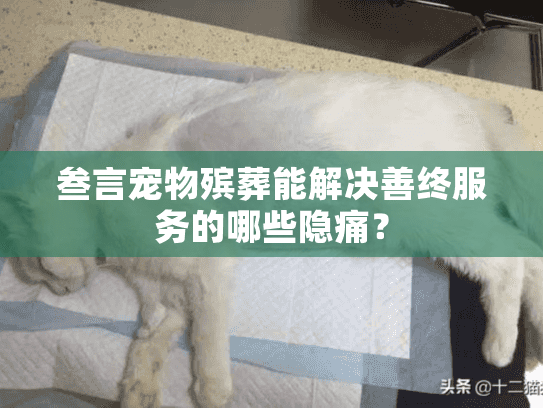 叁言宠物殡葬能解决善终服务的哪些隐痛？