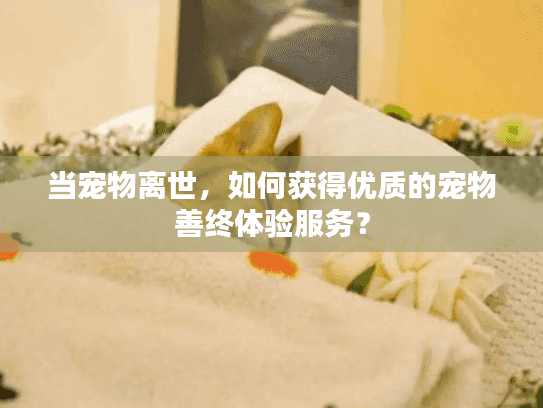 当宠物离世，如何获得优质的宠物善终体验服务？