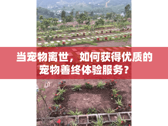 当宠物离世，如何获得优质的宠物善终体验服务？