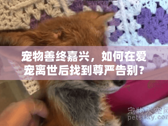 宠物善终嘉兴，如何在爱宠离世后找到尊严告别？