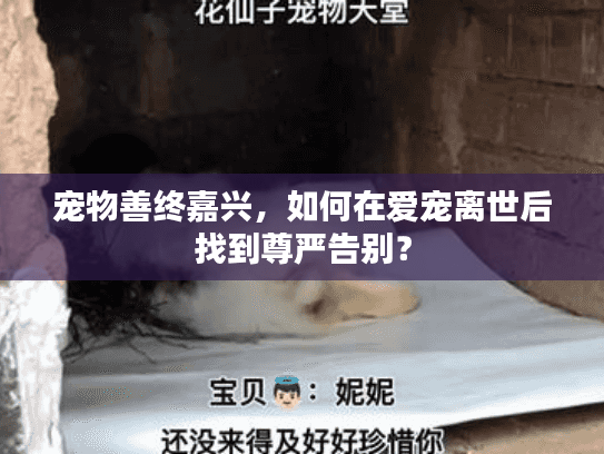 宠物善终嘉兴，如何在爱宠离世后找到尊严告别？