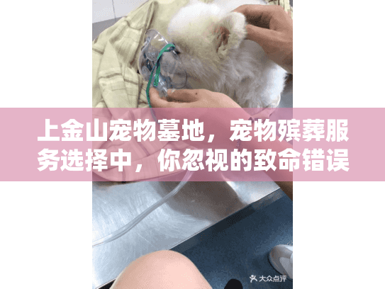 上金山宠物墓地，宠物殡葬服务选择中，你忽视的致命错误是什么？