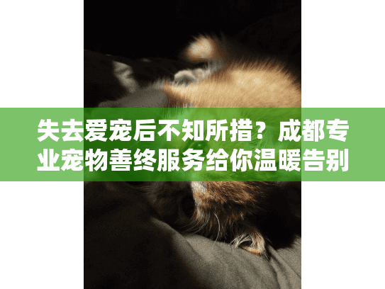失去爱宠后不知所措？成都专业宠物善终服务给你温暖告别