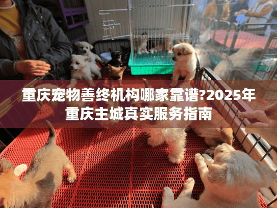 重庆宠物善终机构哪家靠谱?2025年重庆主城真实服务指南