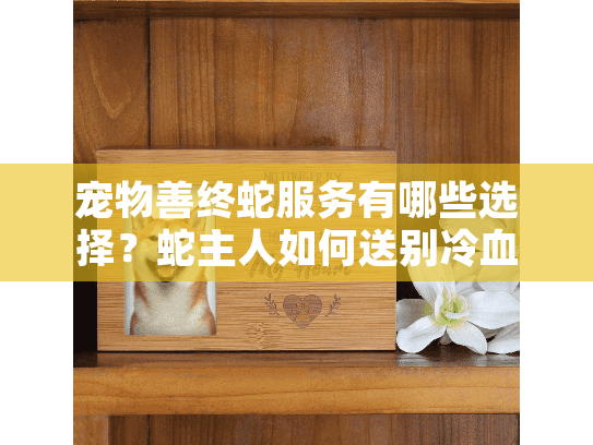 宠物善终蛇服务有哪些选择？蛇主人如何送别冷血伙伴