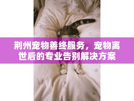 荆州宠物善终服务，宠物离世后的专业告别解决方案