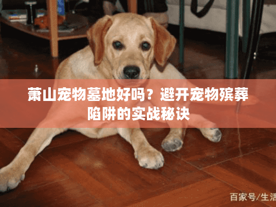 萧山宠物墓地好吗？避开宠物殡葬陷阱的实战秘诀