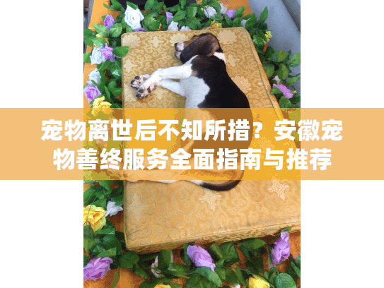 宠物离世后不知所措？安徽宠物善终服务全面指南与推荐