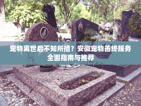 宠物离世后不知所措？安徽宠物善终服务全面指南与推荐