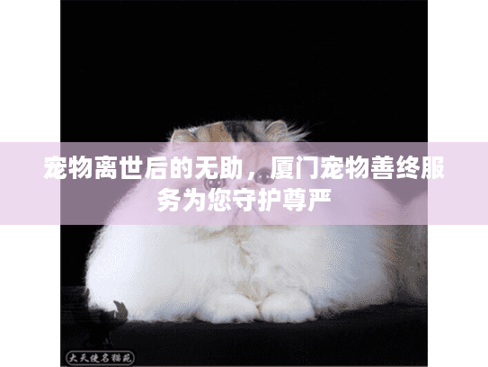 宠物离世后的无助，厦门宠物善终服务为您守护尊严