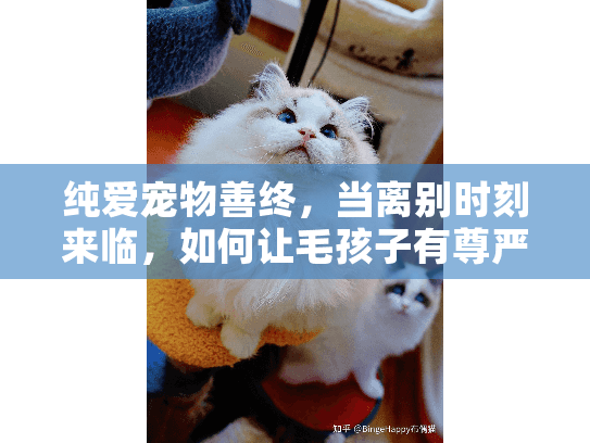 纯爱宠物善终，当离别时刻来临，如何让毛孩子有尊严地离开？
