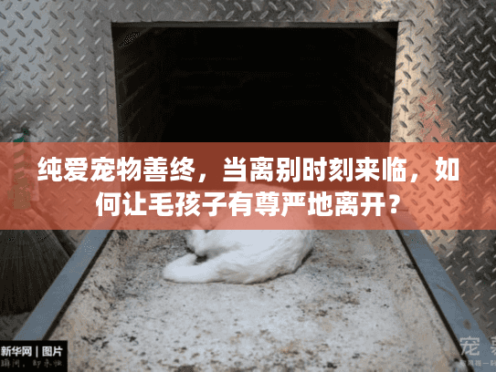 纯爱宠物善终，当离别时刻来临，如何让毛孩子有尊严地离开？