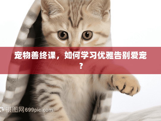宠物善终课，如何学习优雅告别爱宠？