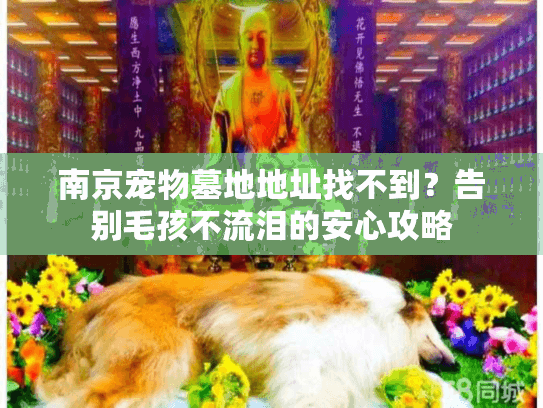 南京宠物墓地地址找不到？告别毛孩不流泪的安心攻略