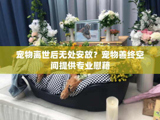 宠物离世后无处安放？宠物善终空间提供专业慰藉