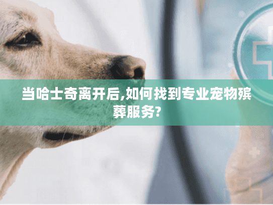 当哈士奇离开后,如何找到专业宠物殡葬服务?
