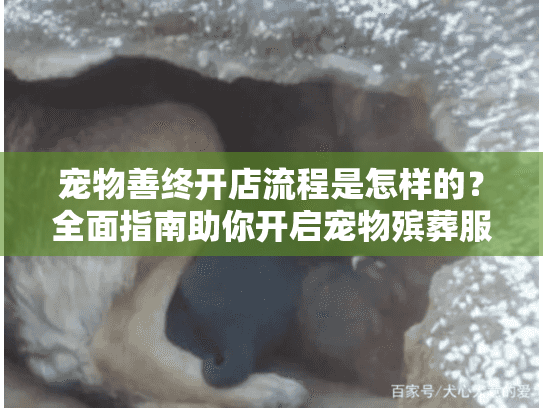 宠物善终开店流程是怎样的？全面指南助你开启宠物殡葬服务